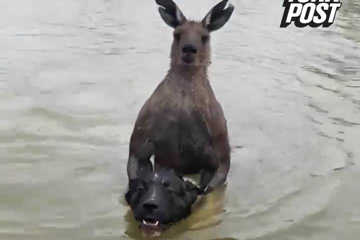 Giải Cứu Chú Chó Bị Kangaroo Dìm Xuống Nước